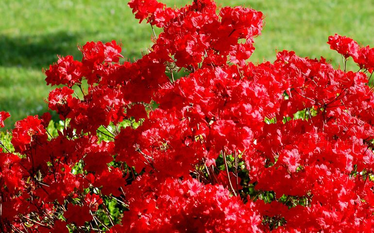 botany-time-can-you-name-these-flowers.jpg