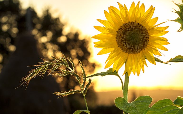 botany-time-can-you-name-these-flowers.jpg