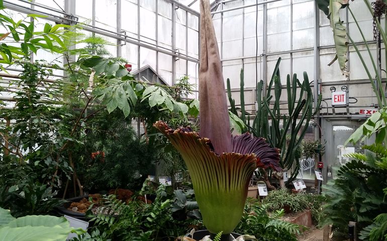 botany-time-can-you-name-these-flowers.jpg