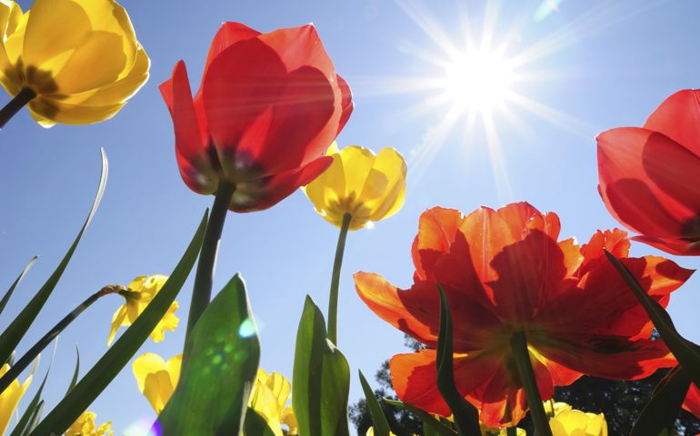 botany-time-can-you-name-these-flowers.jpg