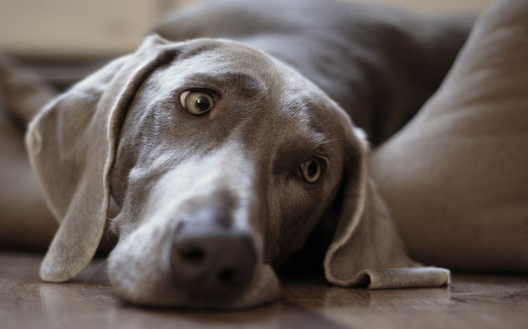 can-you-pass-this-bowwow-dog-breed-quiz.jpg