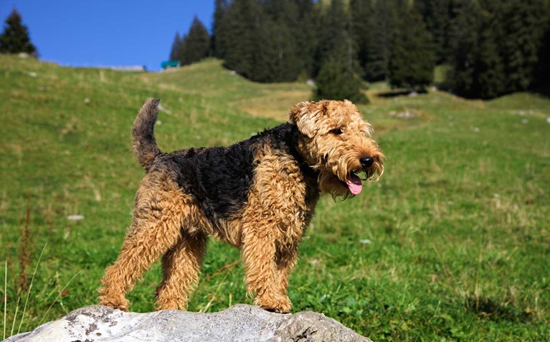 can-you-pass-this-bowwow-dog-breed-quiz.jpg