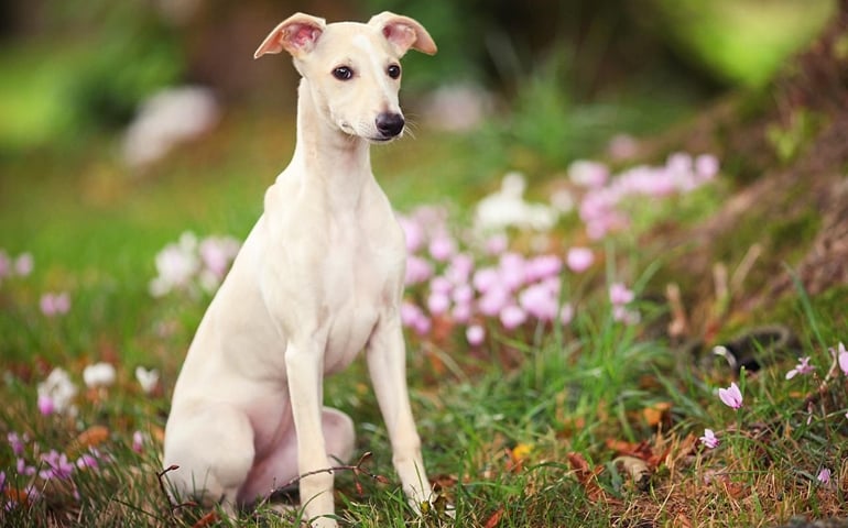 can-you-pass-this-bowwow-dog-breed-quiz.jpg