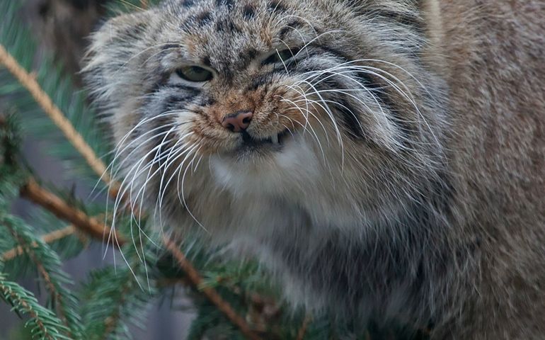 can-you-name-all-of-these-rare-and-unusual-animals.jpg