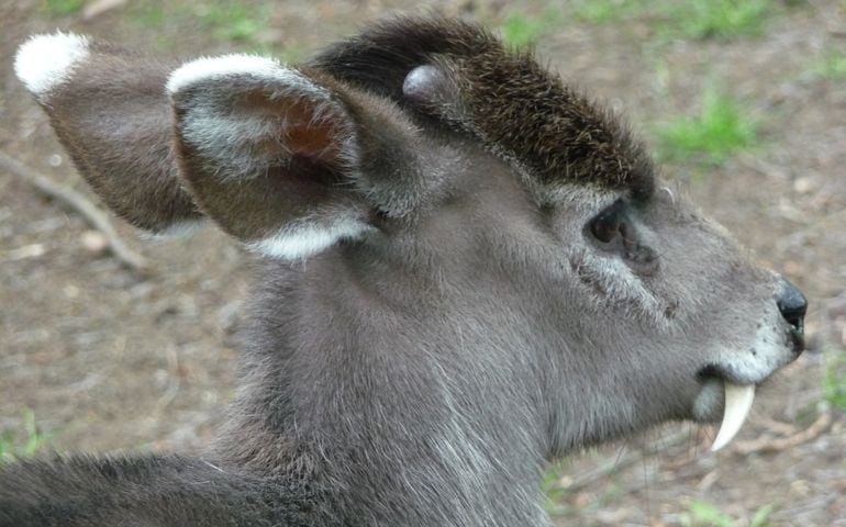 can-you-name-all-of-these-rare-and-unusual-animals.jpg
