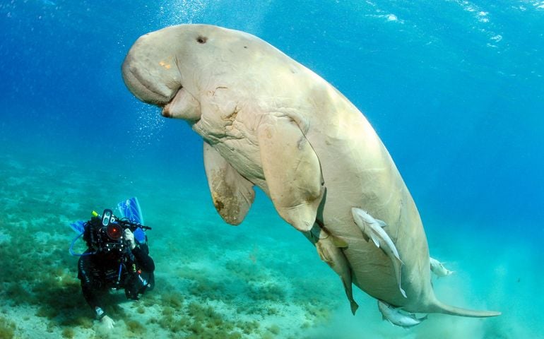 can-you-name-all-of-these-rare-and-unusual-animals.jpg