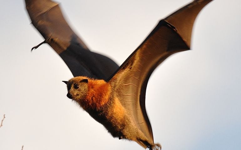 can-you-name-all-of-these-rare-and-unusual-animals.jpg