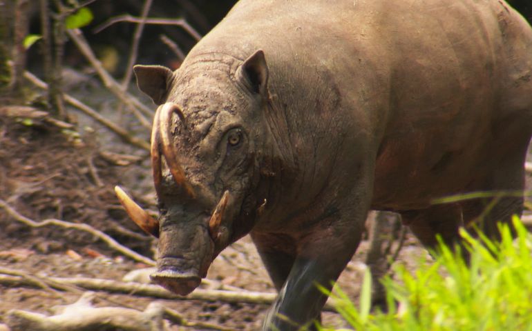 can-you-name-all-of-these-rare-and-unusual-animals.jpg