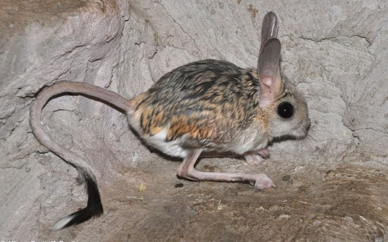 can-you-name-all-of-these-rare-and-unusual-animals.jpg