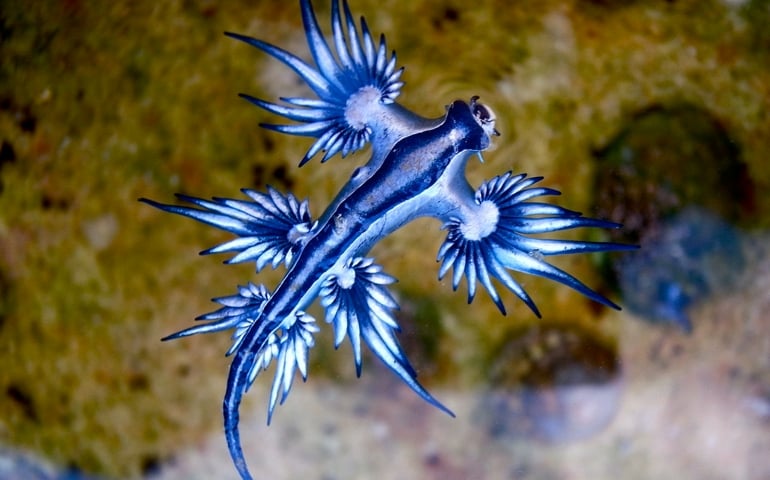 can-you-name-all-of-these-rare-and-unusual-animals.jpg