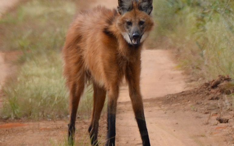 can-you-name-all-of-these-rare-and-unusual-animals.jpg