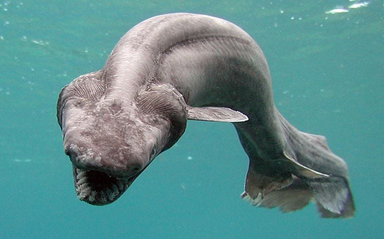 can-you-name-all-of-these-rare-and-unusual-animals.jpg