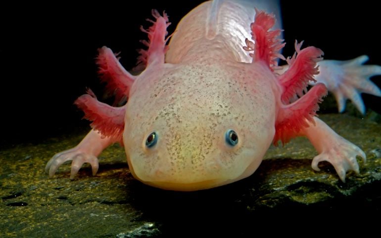 can-you-name-all-of-these-rare-and-unusual-animals.jpg