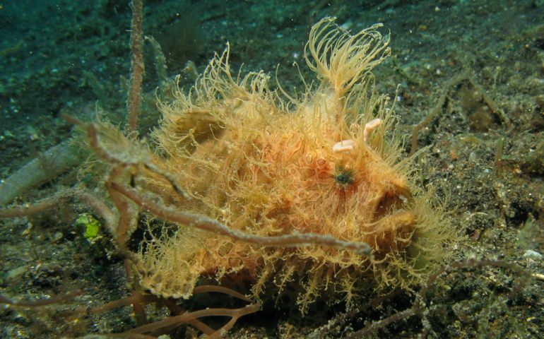 can-you-name-all-of-these-rare-and-unusual-animals.jpg
