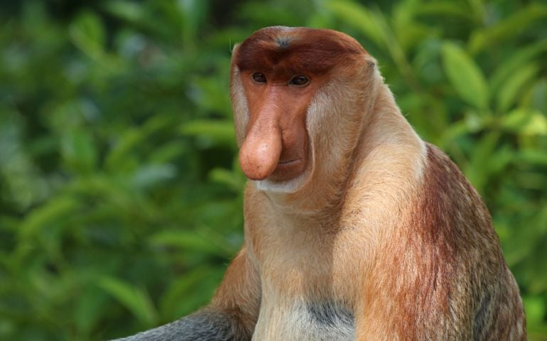 can-you-name-all-of-these-rare-and-unusual-animals.jpg