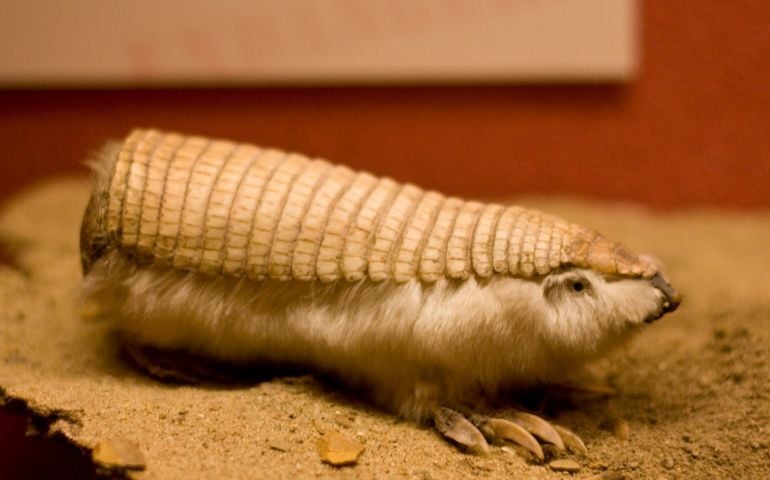 can-you-name-all-of-these-rare-and-unusual-animals.jpg
