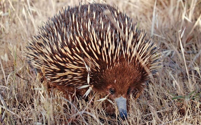 can-you-name-all-of-these-rare-and-unusual-animals.jpg