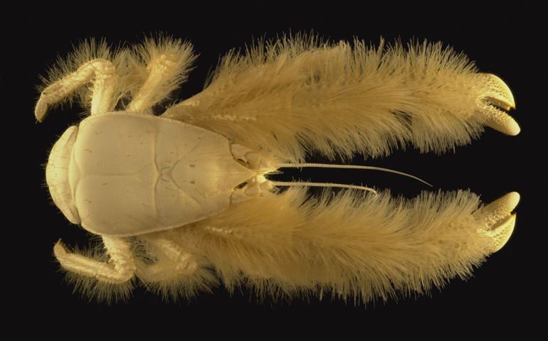 can-you-name-all-of-these-rare-and-unusual-animals.jpg