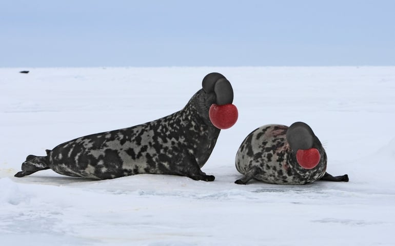 can-you-name-all-of-these-rare-and-unusual-animals.jpg