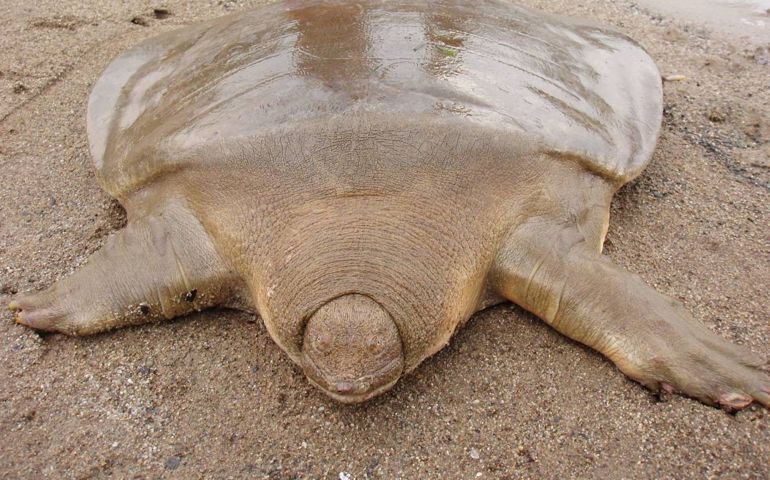 can-you-name-all-of-these-rare-and-unusual-animals.jpg