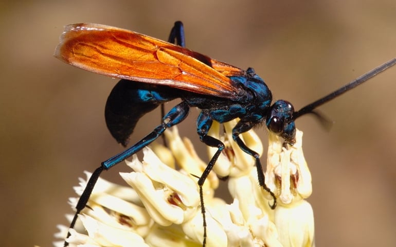 can-you-name-all-of-these-rare-and-unusual-animals.jpg