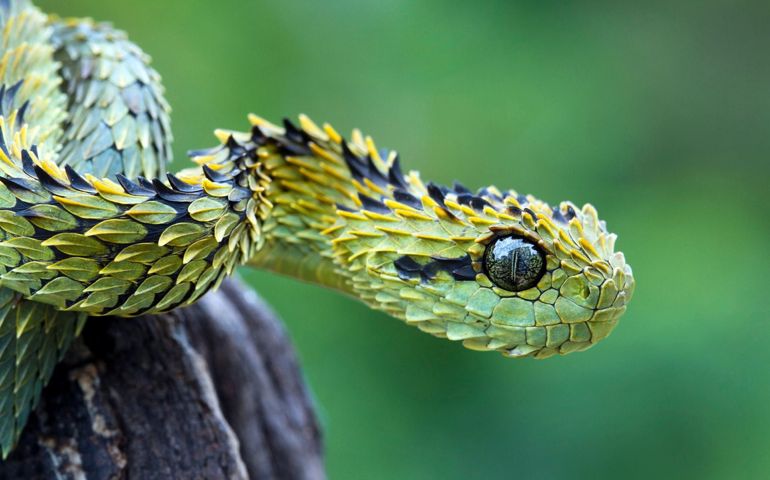 can-you-name-all-of-these-rare-and-unusual-animals.jpg