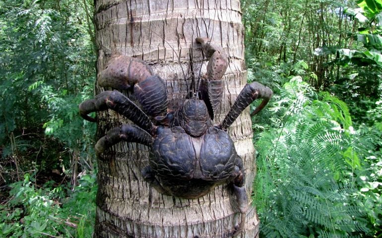can-you-name-all-of-these-rare-and-unusual-animals.jpg