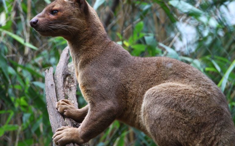 can-you-name-all-of-these-rare-and-unusual-animals.jpg