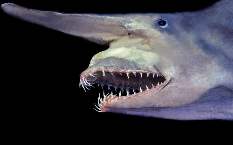 can-you-name-all-of-these-rare-and-unusual-animals.jpg