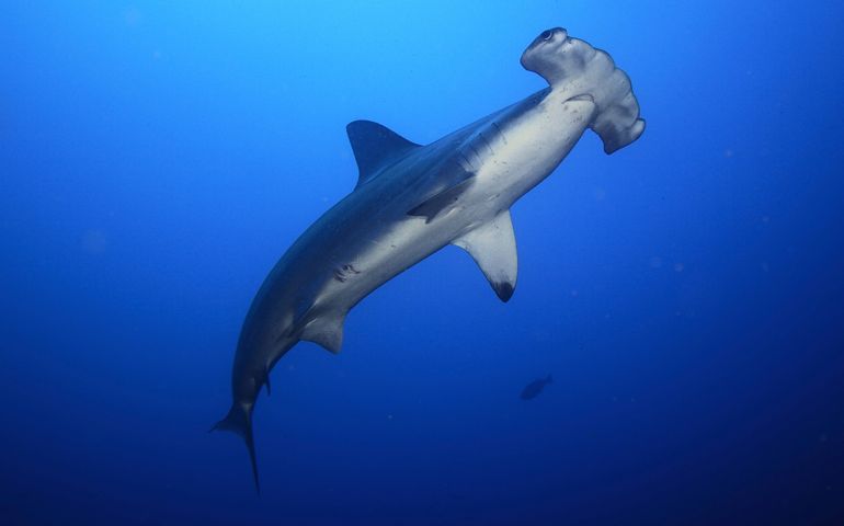can-you-name-all-of-these-rare-and-unusual-animals.jpg