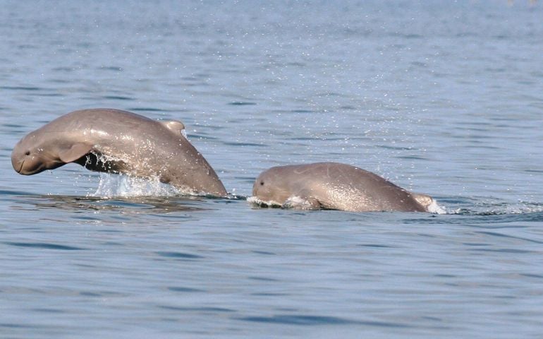 can-you-name-all-of-these-rare-and-unusual-animals.jpg