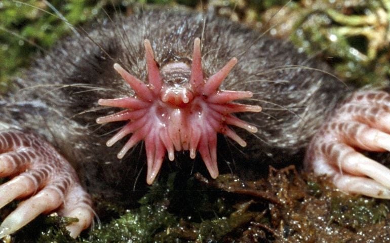 can-you-name-all-of-these-rare-and-unusual-animals.jpg