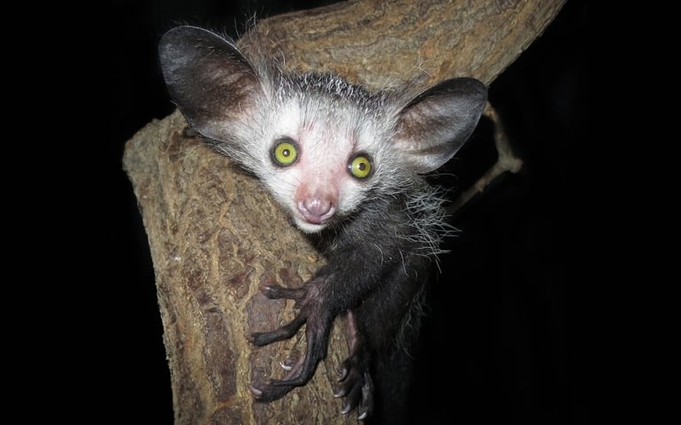 can-you-name-all-of-these-rare-and-unusual-animals.jpg
