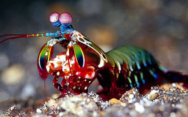can-you-name-all-of-these-rare-and-unusual-animals.jpg