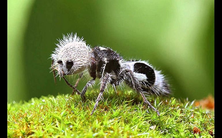 can-you-name-all-of-these-rare-and-unusual-animals.jpg
