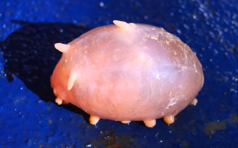 can-you-name-all-of-these-rare-and-unusual-animals.jpg