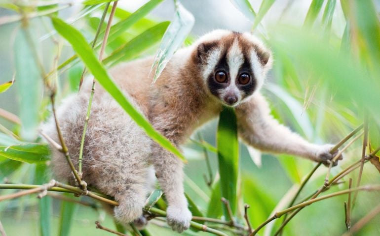 can-you-name-all-of-these-rare-and-unusual-animals.jpg