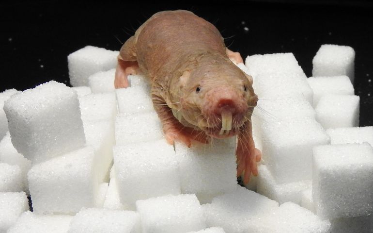 can-you-name-all-of-these-rare-and-unusual-animals.jpg