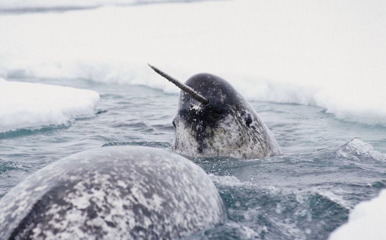 can-you-name-all-of-these-rare-and-unusual-animals.jpg