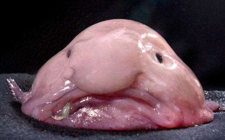 can-you-name-all-of-these-rare-and-unusual-animals.jpg