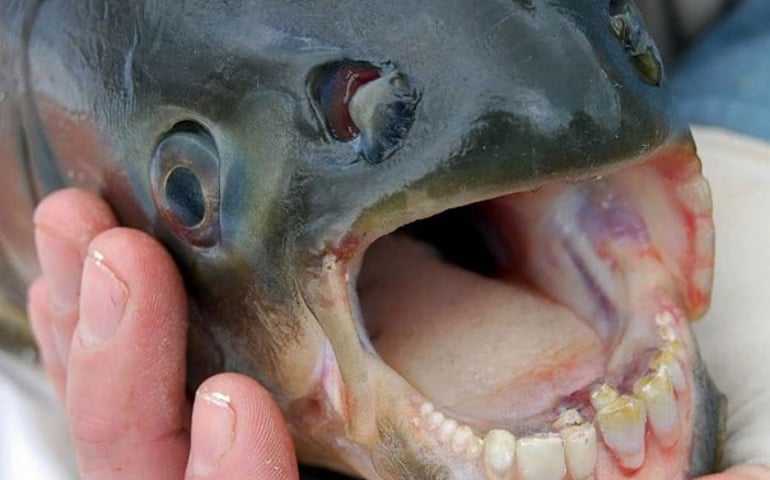 can-you-name-all-of-these-rare-and-unusual-animals.jpg