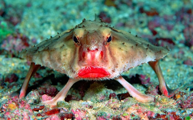 can-you-name-all-of-these-rare-and-unusual-animals.jpg