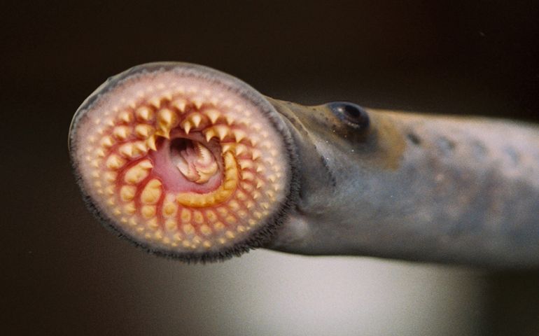 can-you-name-all-of-these-rare-and-unusual-animals.jpg