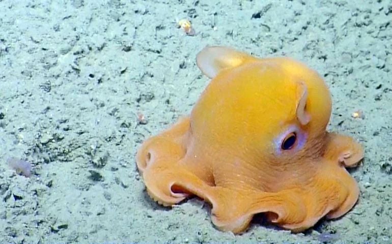 can-you-name-all-of-these-rare-and-unusual-animals.jpg