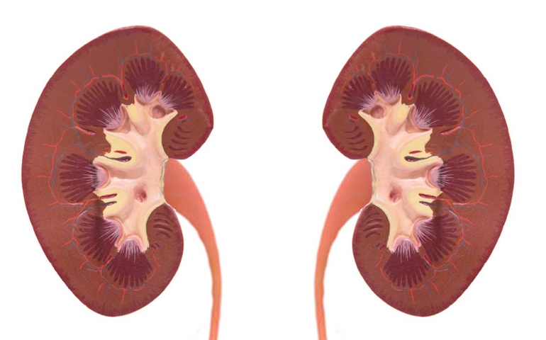 how-well-do-you-know-your-kidneys.jpg