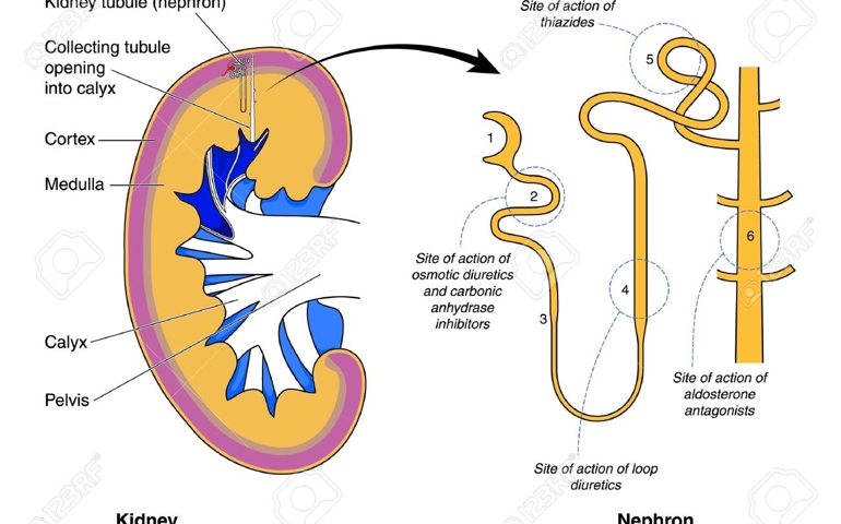 how-well-do-you-know-your-kidneys.jpg