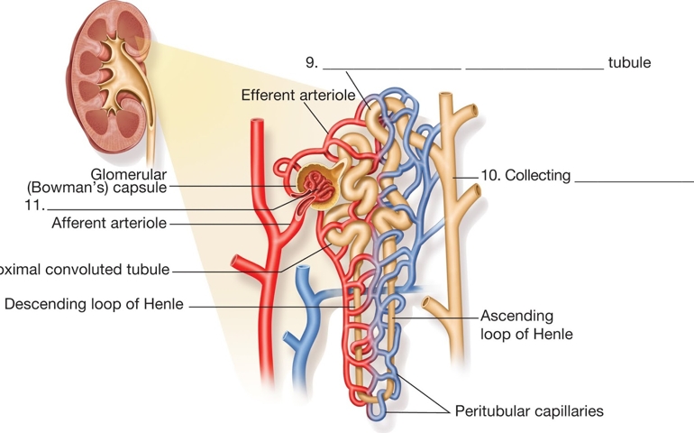 how-well-do-you-know-your-kidneys.jpg