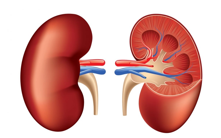 how-well-do-you-know-your-kidneys.jpg