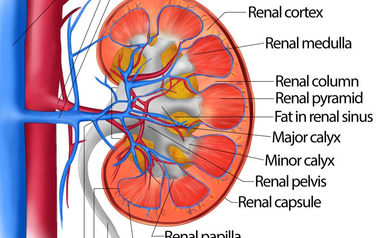 how-well-do-you-know-your-kidneys.jpg