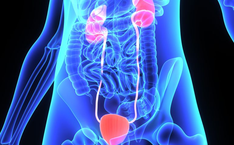 how-well-do-you-know-your-kidneys.jpg